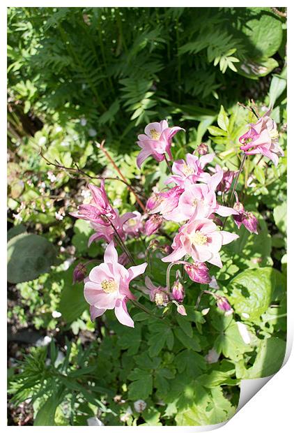 Pink Aquilegias Print by Peter Le Page