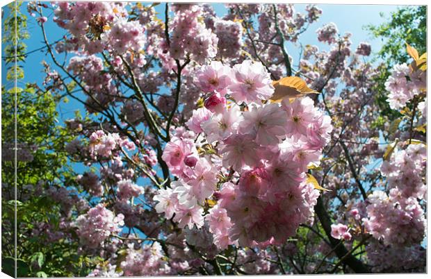 Spring Cherry Blossom Canvas Print by Peter Le Page