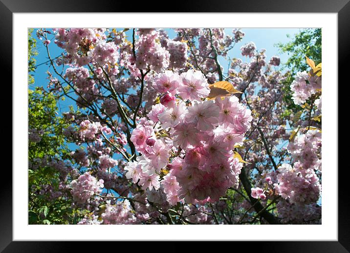 Spring Cherry Blossom Framed Mounted Print by Peter Le Page
