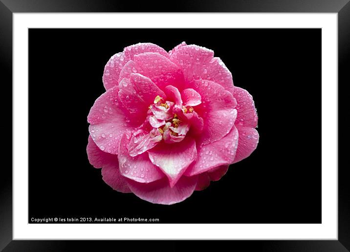 Pink Rose on Black Framed Mounted Print by les tobin