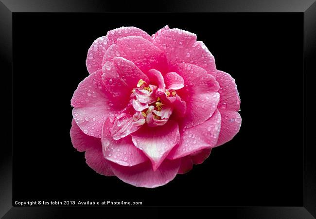 Pink Rose on Black Framed Print by les tobin