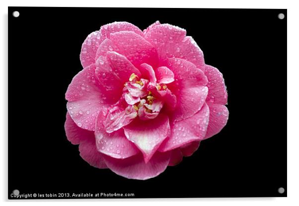 Pink Rose on Black Acrylic by les tobin