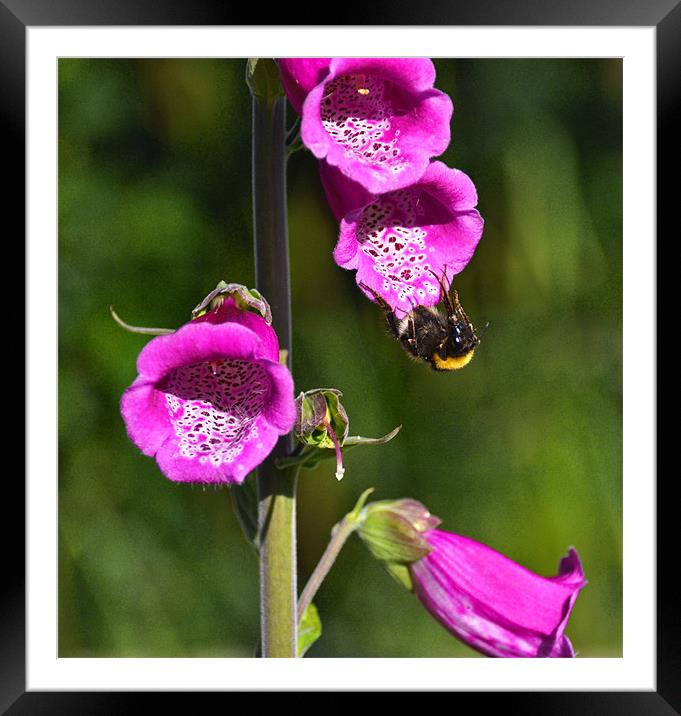 Bumble bee Framed Mounted Print by Shaun Cope