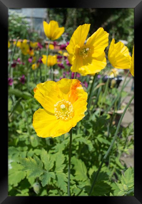 Yellow Poppies Framed Print by Peter Le Page