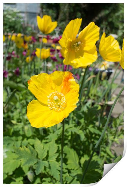 Yellow Poppies Print by Peter Le Page