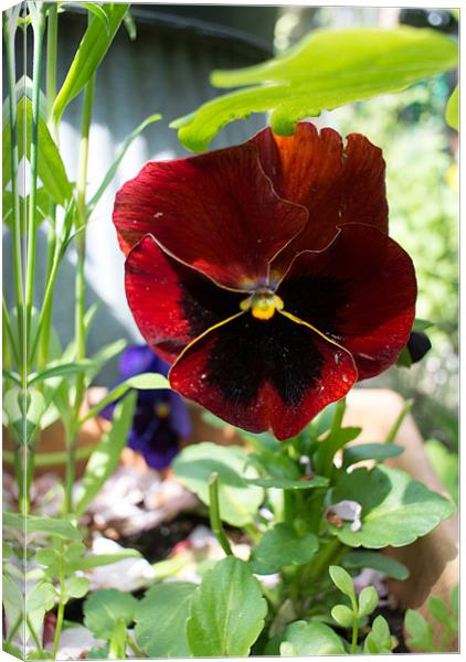 Crimson Pansy Canvas Print by Peter Le Page
