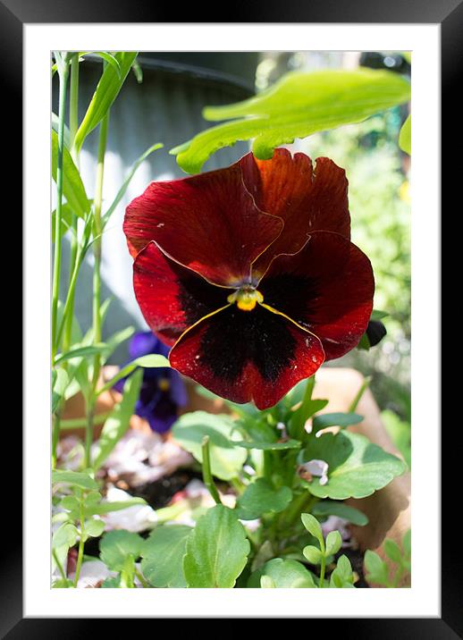 Crimson Pansy Framed Mounted Print by Peter Le Page