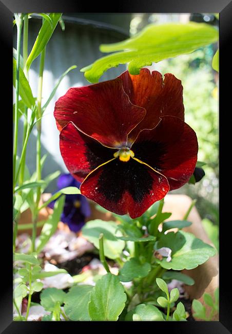 Crimson Pansy Framed Print by Peter Le Page