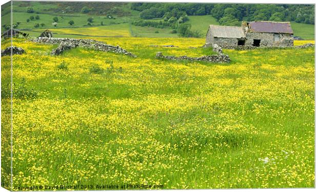 Sea Of Buttercups Canvas Print by David Birchall