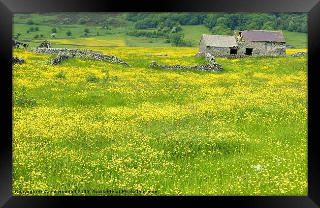 Sea Of Buttercups Framed Print by David Birchall