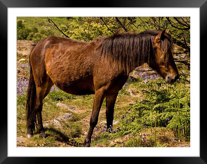 Dartmoor Pony Framed Mounted Print by Jay Lethbridge