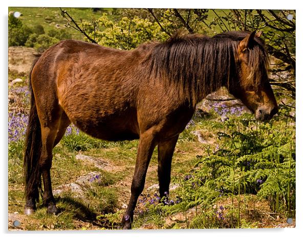 Dartmoor Pony Acrylic by Jay Lethbridge