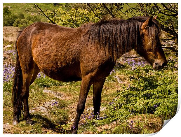 Dartmoor Pony Print by Jay Lethbridge