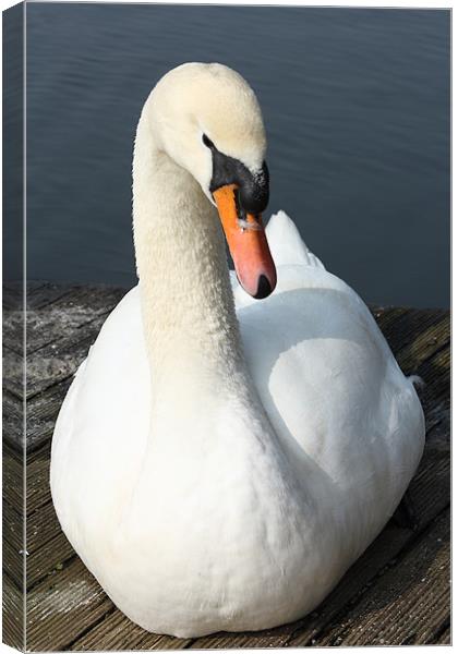 White Swan Canvas Print by Images of Devon