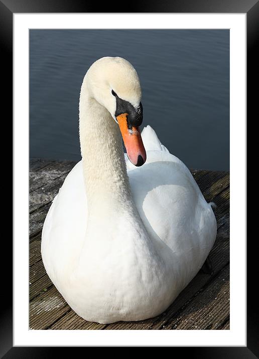 White Swan Framed Mounted Print by Images of Devon