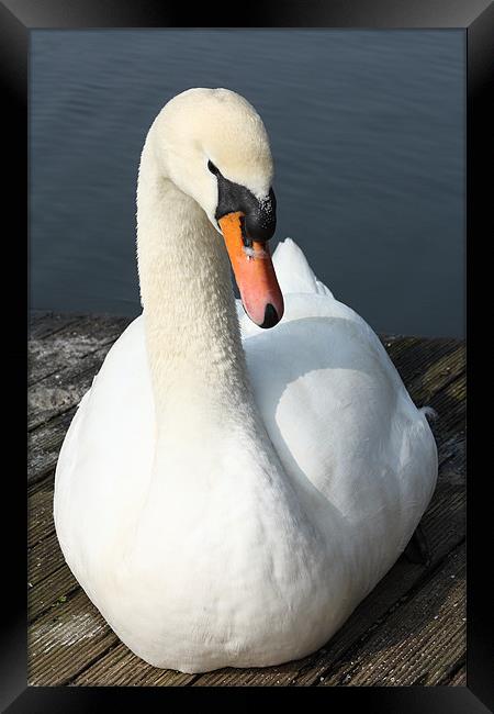 White Swan Framed Print by Images of Devon