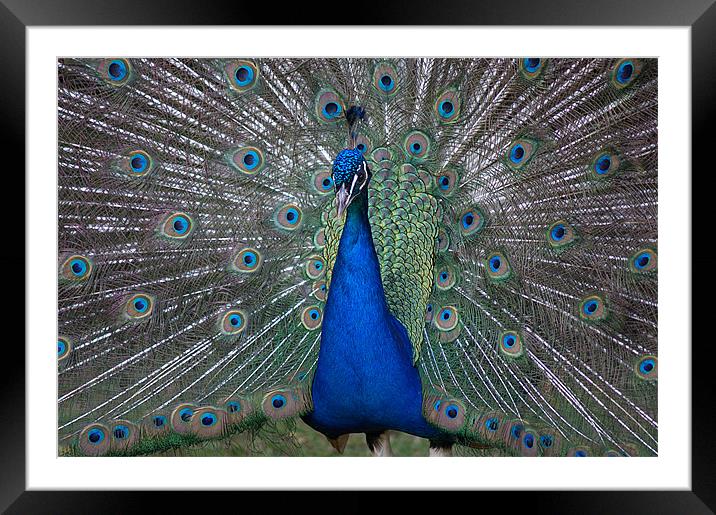 Peacock Beauty Framed Mounted Print by Rosie Spooner