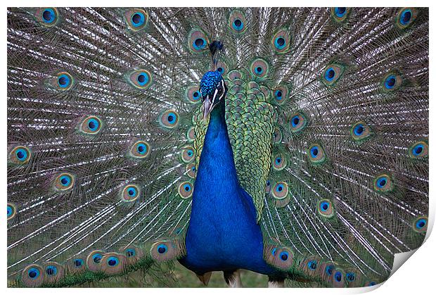 Peacock Beauty Print by Rosie Spooner