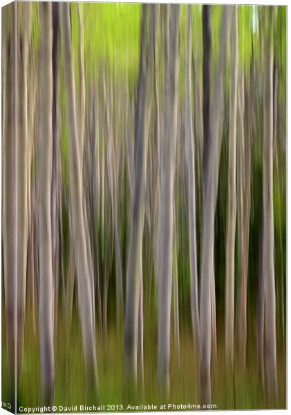 Abstract Aspens in Canada Canvas Print by David Birchall
