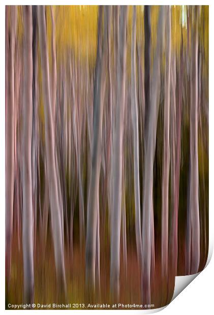Abstract Aspens in Canada Print by David Birchall