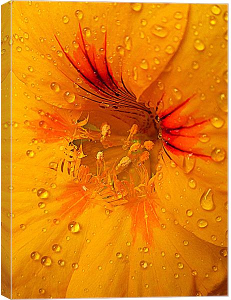 droplets of nature Canvas Print by dale rys (LP)