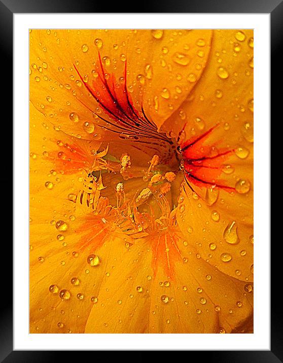 droplets of nature Framed Mounted Print by dale rys (LP)