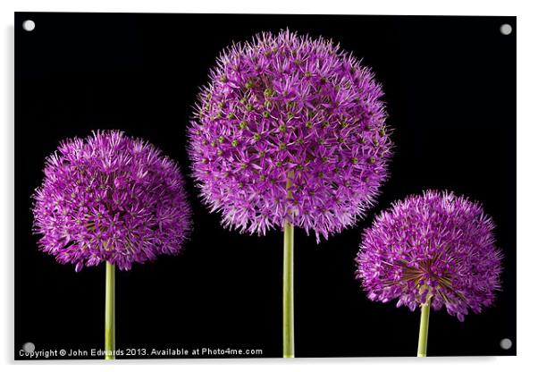 Allium Trio Acrylic by John Edwards