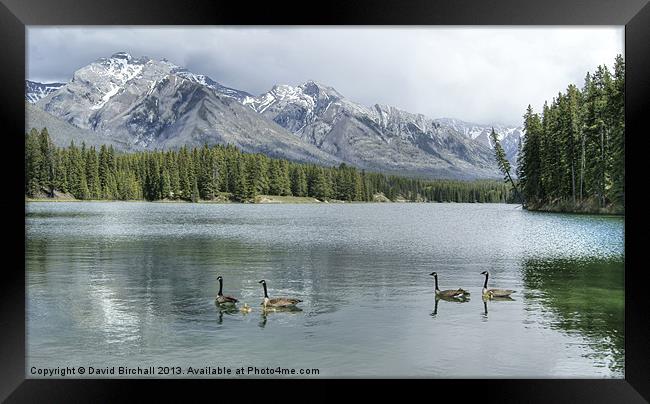 Johnson Lake, Banff National Park, Canada Framed Print by David Birchall