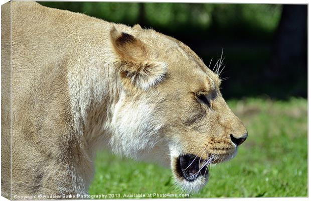 Lioness walking past Canvas Print by A B