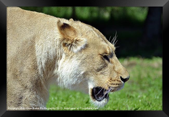 Lioness walking past Framed Print by A B