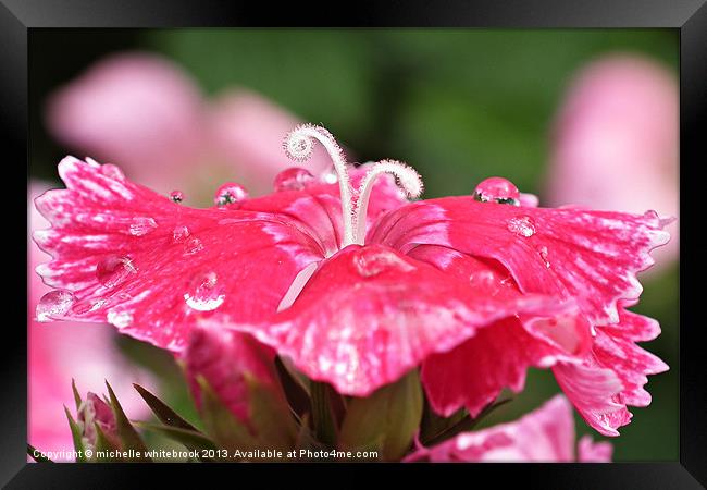 Raindrops 5 Framed Print by michelle whitebrook