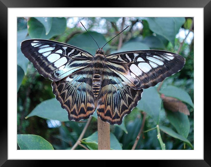 Blue Clipper Butterfly, Parthenos sylvia Framed Mounted Print by George Young