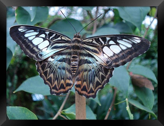 Blue Clipper Butterfly, Parthenos sylvia Framed Print by George Young