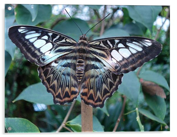 Blue Clipper Butterfly, Parthenos sylvia Acrylic by George Young
