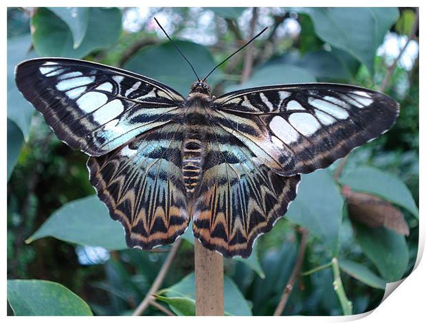 Blue Clipper Butterfly, Parthenos sylvia Print by George Young
