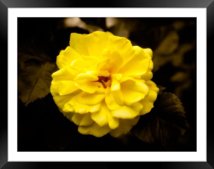 Yellow Rose Framed Mounted Print by Mark Llewellyn