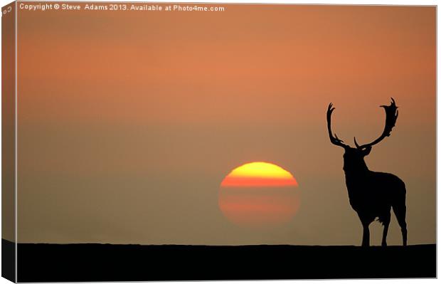 Sunset Stag Canvas Print by Steve Adams