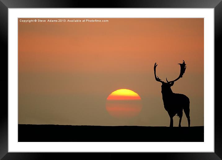 Sunset Stag Framed Mounted Print by Steve Adams