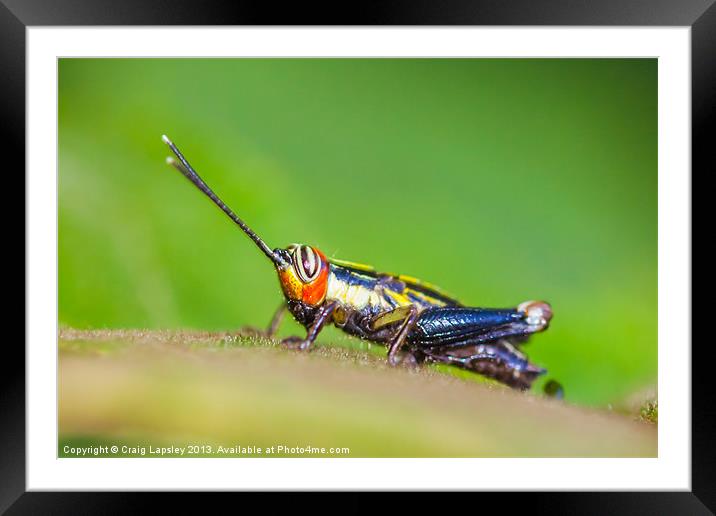 tiny colourful cricket Framed Mounted Print by Craig Lapsley