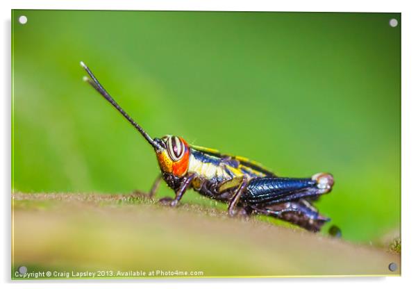tiny colourful cricket Acrylic by Craig Lapsley