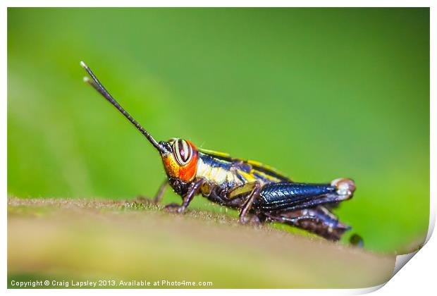 tiny colourful cricket Print by Craig Lapsley