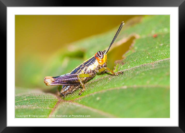 tiny colorful Cricket Framed Mounted Print by Craig Lapsley