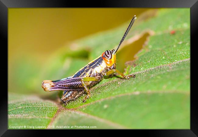 tiny colorful Cricket Framed Print by Craig Lapsley
