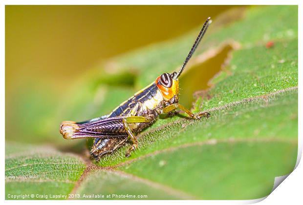 tiny colorful Cricket Print by Craig Lapsley