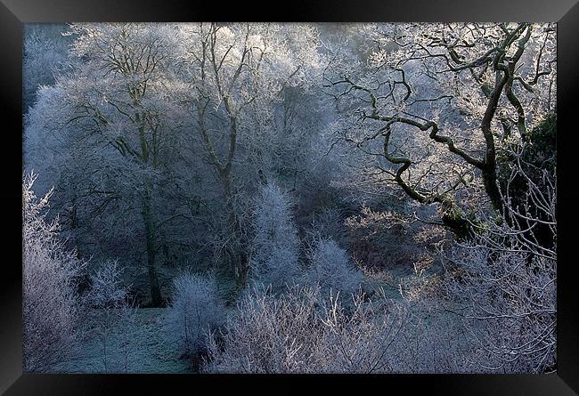 Hoar Frost in Exmoor Framed Print by Colin Tracy