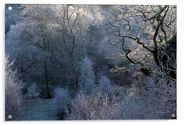 Hoar Frost in Exmoor Acrylic by Colin Tracy
