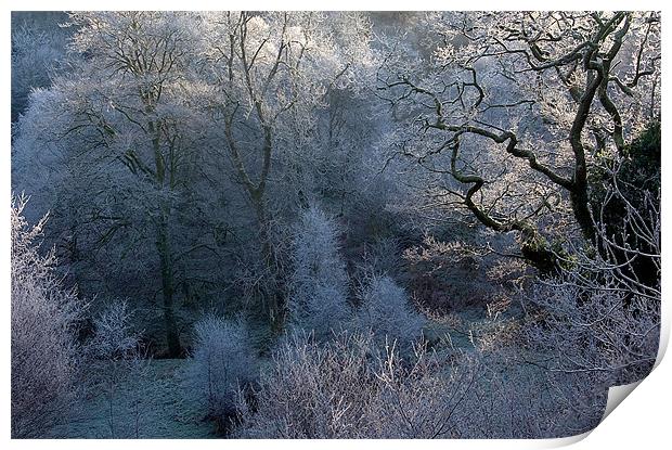 Hoar Frost in Exmoor Print by Colin Tracy