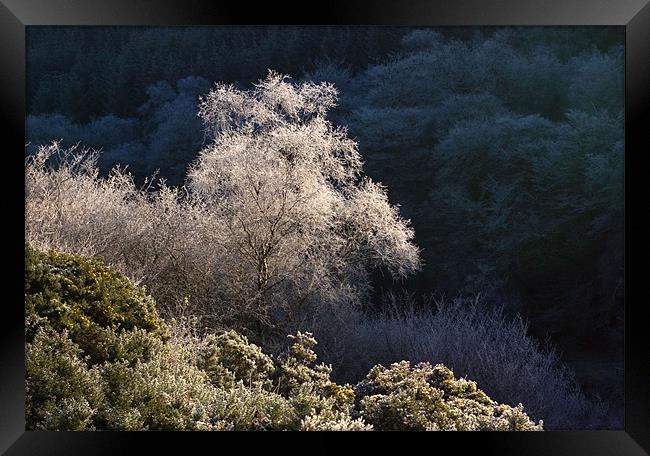 Melting Hoar Frost on Exmoor Framed Print by Colin Tracy