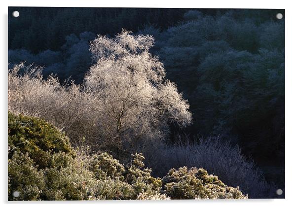 Melting Hoar Frost on Exmoor Acrylic by Colin Tracy