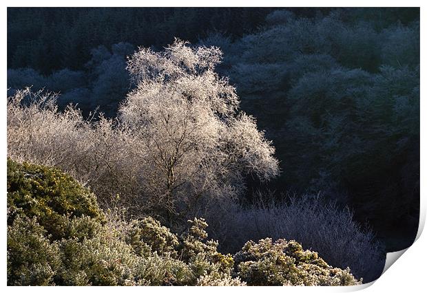 Melting Hoar Frost on Exmoor Print by Colin Tracy